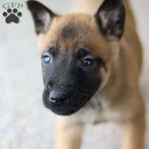 Lane, Belgian Malinois Puppy